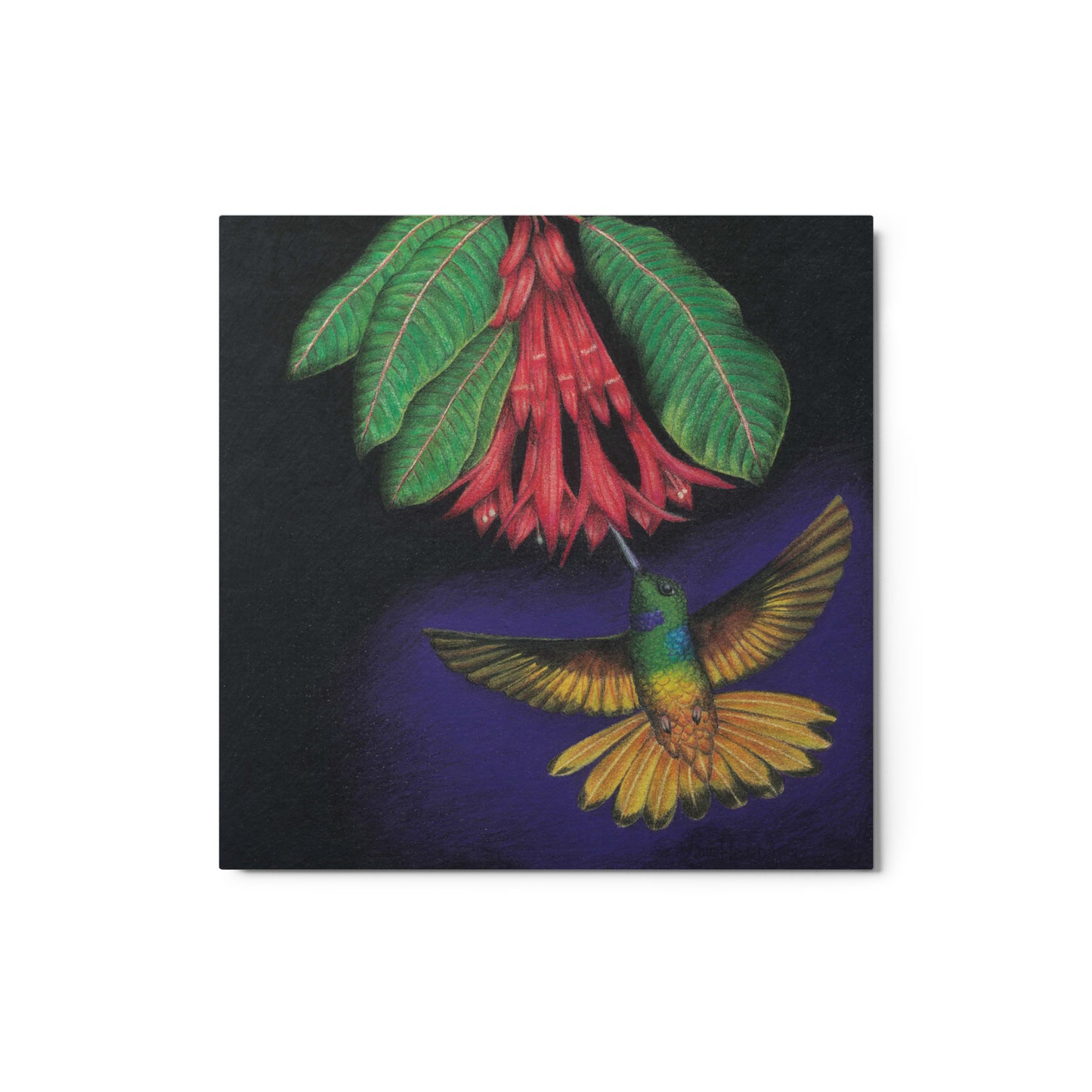 Hummingbird No.1 Inca Alirrufo - Colombian Artwork Metal print