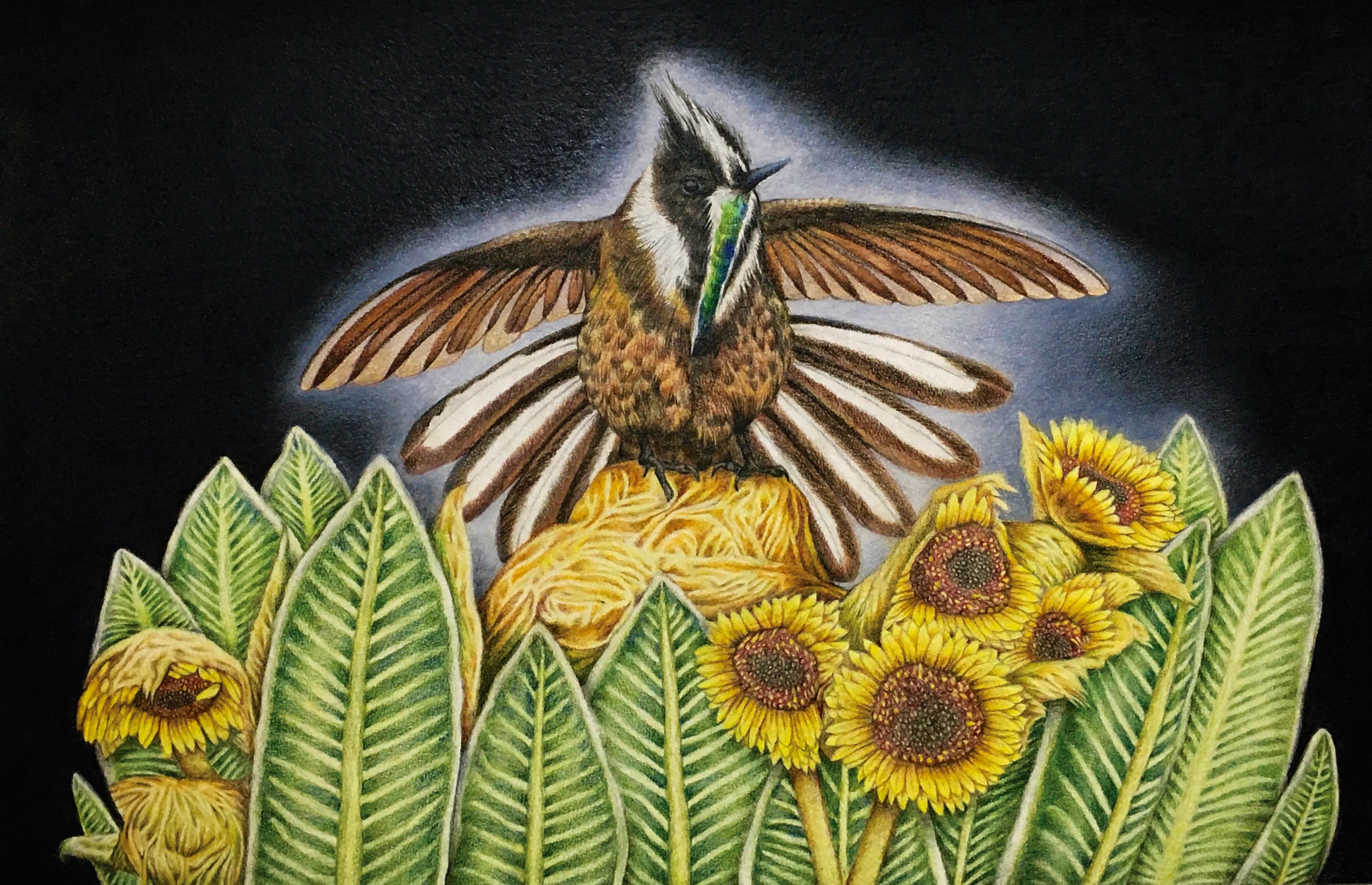 Hummingbird Guardian of the Páramo – Original Artwork