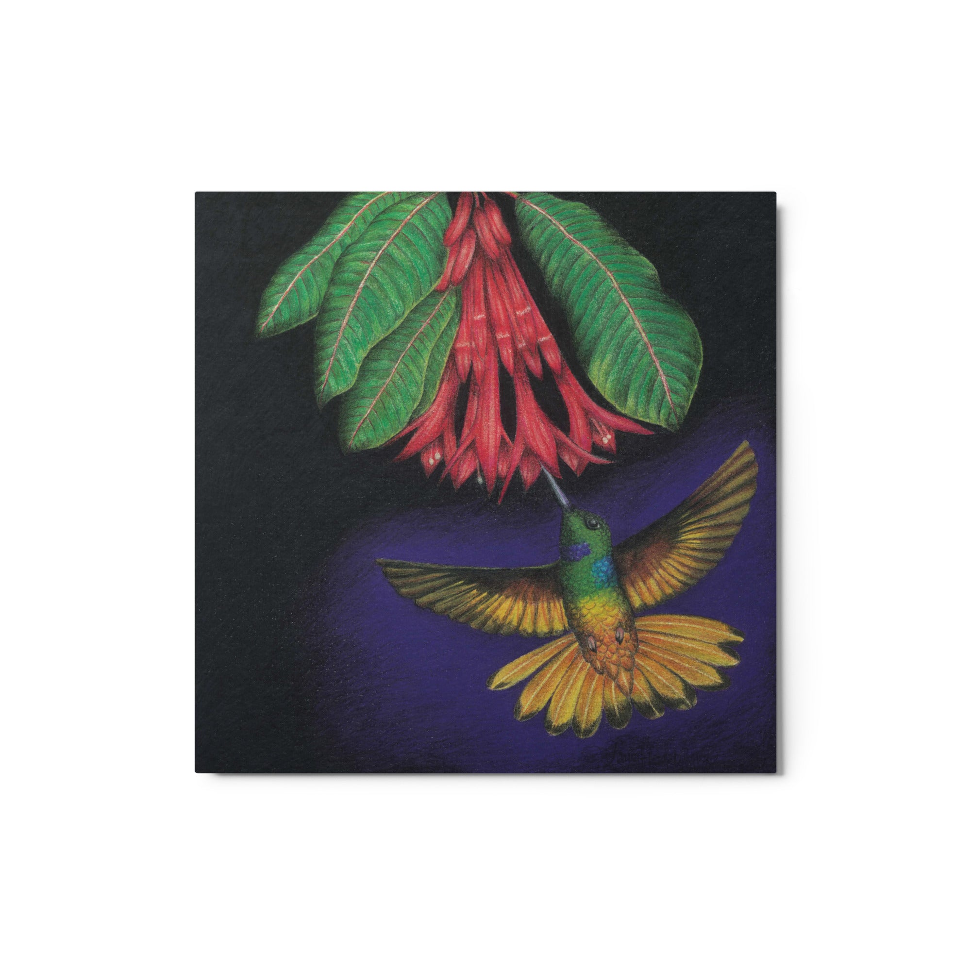Hummingbird No.1 Inca Alirrufo - Colombian Artwork Metal print